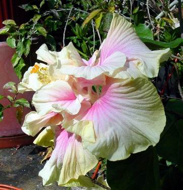 Tropical hibiscus plants and flowers
