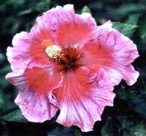 AntiqueRose2.JPG (26850 bytes)