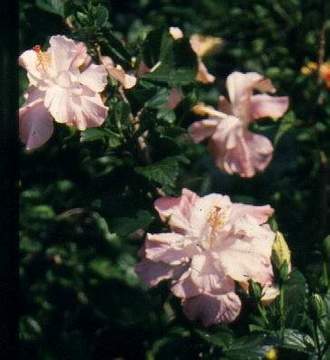 Nanettes3.jpg (17745 bytes)